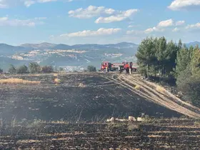 Uşak’ta ormanlık alana sıçrayan yangın söndürüldü
