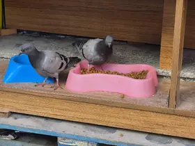 Üşüyüp acıkan güvercinler kediler için konulan kuru mamaları yedi
