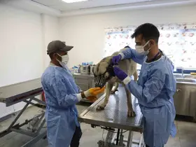 Uyuz tanısı konulan 50 köpek tedavi altına alındı
