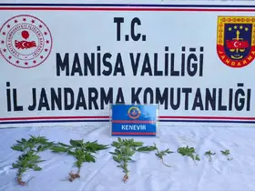 Üzüm bağında kenevir ele geçirildi
