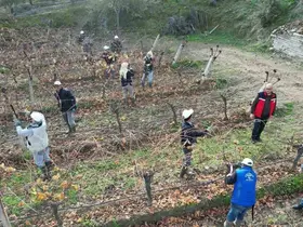 Üzüm bağlarında doğru budama için yerinde eğitim
