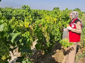 Üzüm bağlarında hasat öncesi pestisit denetimi

