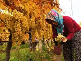 Üzüm hasadında sona yaklaşıldı
