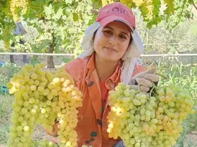Üzüm yiyin, hastalıklardan korunun
