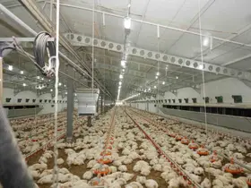 Üzümlü’de tavuk çiftliğinde inceleme yapıldı
