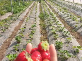 Üzümsü meyve bahçelerinde teknik kontrol yapıldı
