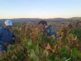 Üzümünü hasada kadar korumak isteyen çiftçinin sıfır maliyetli çözümü kuşları uzaklaştırıyor
