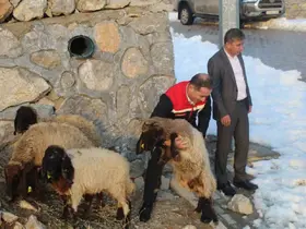 Vahşi hayvan saldırısında 35 koyun telef oldu, devlet yaraları sardı
