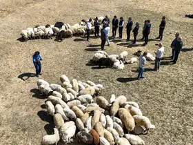 Vali Balcı: "Çiftçilerimize 240 bin koyun verdik"
