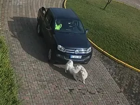 Valilik Konağı’ndaki "köpek ölümü" olayının görüntüleri ortaya çıktı
