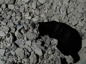 Van Gölü sahilinde sıra dışı anlar: Kedi yakaladığı fare ile saatlerce oynadı
