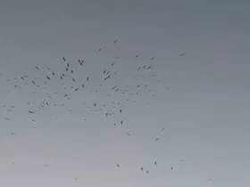 Van Gölü üzerinde kuş sürüsünün görsel şöleni
