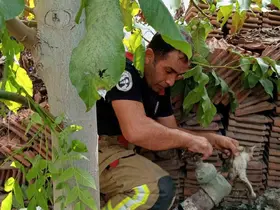 Vanaya sıkışarak mahsur kalan yavru kedi, itfaiye ekiplerinin çalışmasıyla kurtarıldı
