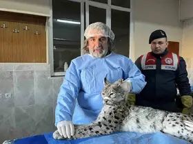 Van’da bitkin halde bulunan vaşak tedavi altına alındı
