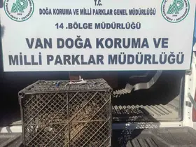 Van’da kafes avcılığı yapan şahsa 53 bin lira cezai işlem uygulanacak

