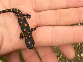 Van’da nadir rastlanan benekli semender görüldü
