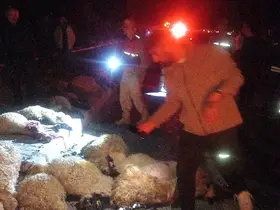 Van’da otomobil koyun sürüsüne çarptı: 17 koyun telef oldu
