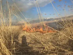 Van’ın Muradiye ilçesinde sazlık yangını

