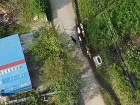Vatandaşın kaybolan büyükbaşlarını jandarma dron ile buldu

