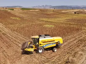 Vezirköprü’de ayçiçeği hasadı başladı
