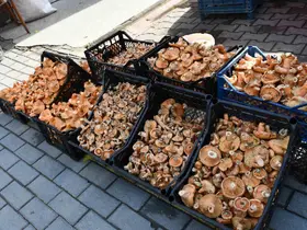 Vezirköprü’de kanlıca mantarı tezgahlarda
