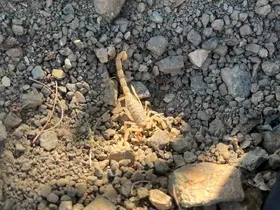 Vişne toplarken akrep sokan şahıs hastaneye kaldırıldı
