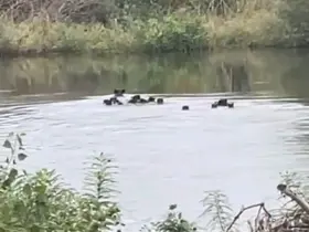Yaban domuzları Meriç Nehri üzerinden Yunanistan’a geçti
