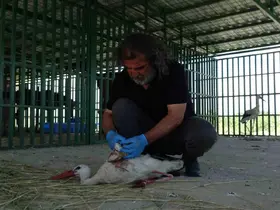 Yaban hayvanlarının ’kreş’ dönemi tamamlandı: Öksüz yavrular rehabilitasyonun ardından doğaya bırakıldı
