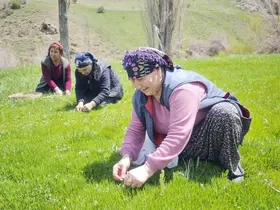 Yabani otların arasından özenle seçilerek, jilet yardımıyla tek tek toplanıyor

