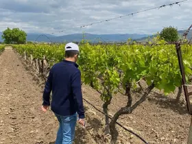 Yağış sonrası sıcaklık artışı hastalık riskini zirveye taşıdı
