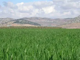 Yağışlar buğday üreticisinin yüzünü güldürdü
