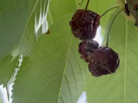 Yağışlardan dolayı arılar çalışamadı, döllerme olmayınca meyvede dökülme riski arttı
