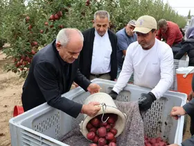 Yahyalı’da elma hasadı başladı
