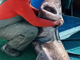 Yalova açıklarında 4 metre uzunluğunda köpek balığı ağa takıldı
