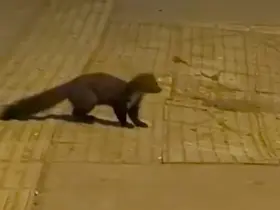 Yalova şehir merkezinde sansar görüntülendi
