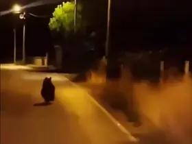 Yalova’da ayı köy yoluna indi
