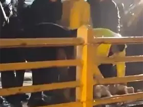 Yalova’da yağmurun durması için kurban kestiler

