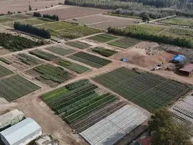 Yanan ormanlar üretilen milyonlarca fidanla yeşerecek
