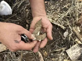 Yanan ormanlık alanda kuzugöbeği mantarı bolluğu: Köylülerin gelir kaynağı oldu
