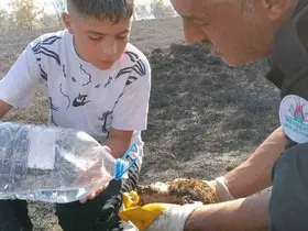 Yangında yaralanan kirpiyi itfaiye ekipleri hayata döndürdü
