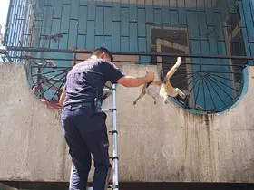 Yangından korkan hamile kediyi itfaiye kurtardı
