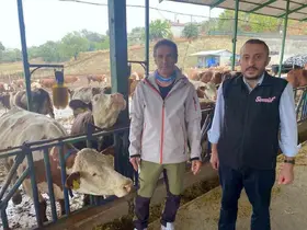 Yapay zeka süt hayvancılığında çığır açtı
