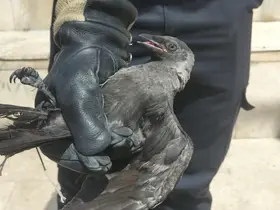 Yaralı karga koruma altına alındı
