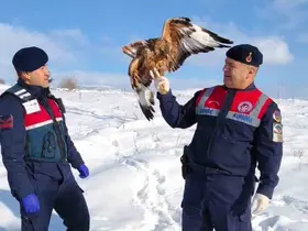 Yaralı kızıl şahin koruma altına alındı
