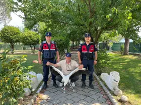Yaralı leylek için seferber oldular

