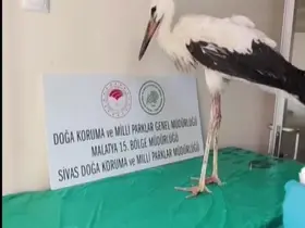Yaralı leylek tedavisinin ardından doğaya bırakıldı
