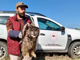 Yaralı puhu kuşu koruma altına alındı
