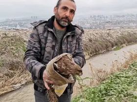 Yaralı şahin kurtarıldı
