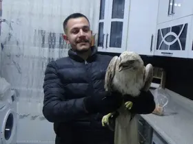 Yaralı şahini evine götürdü ve ekiplere teslim etti