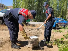 Yaralı tilki koruma altına alındı
